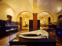 Museo de Historia Natural de Torrevieja