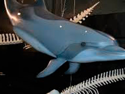 Museo de Historia Natural de Torrevieja