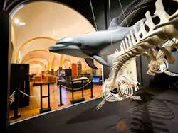 Museo de Historia Natural de Torrevieja